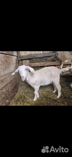Козы и козлята продажа