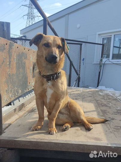 Маленькая собака в квартиру (чуть больше Таксы)