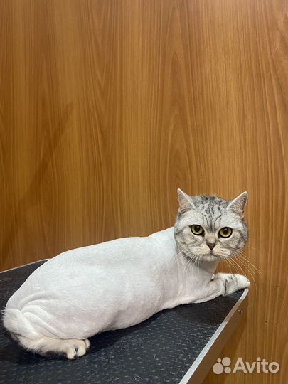 Груминг собак и кошек