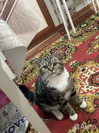 Кошка бесплатно