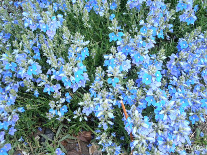 Садовые цветы, почвопокровники