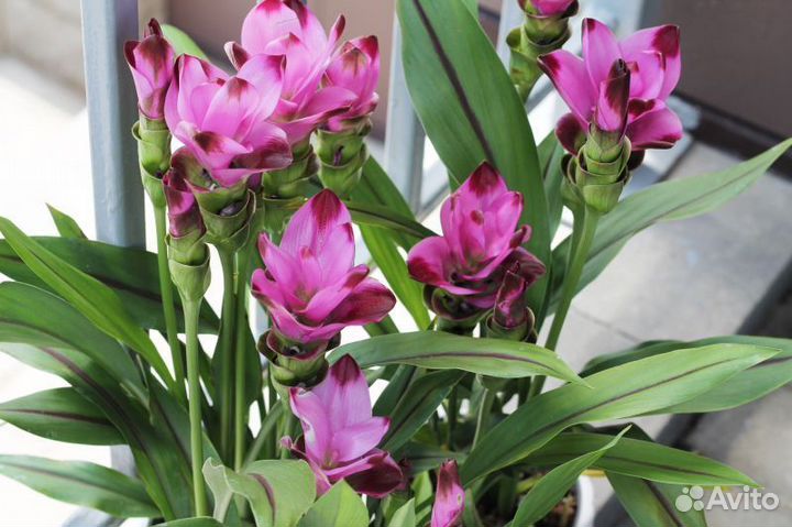 Куркума саженцы сорт Лонга