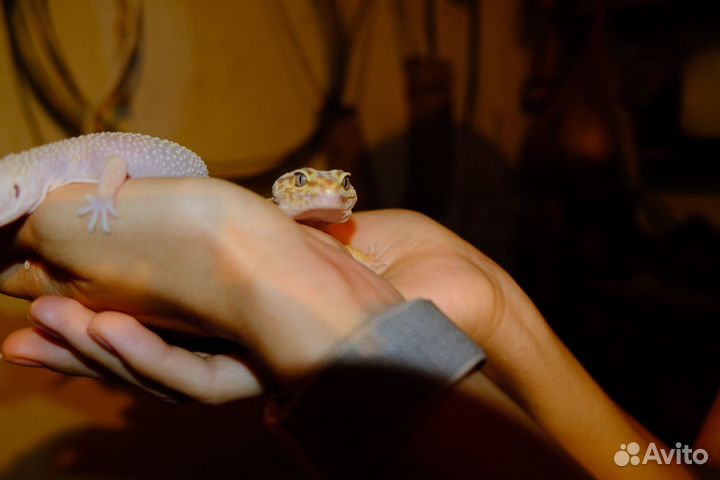 Геккон эублефар пара