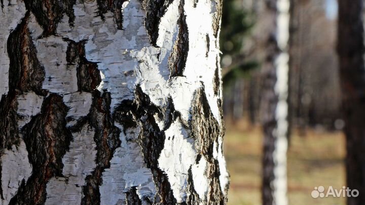 Березовая кора