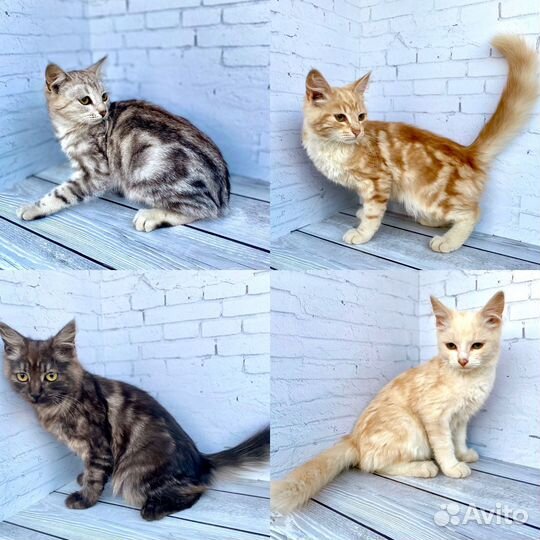 Кошки в добрые руки