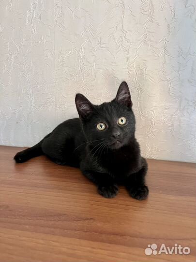 Котенок мальчик (2.5мес) в добрые руки