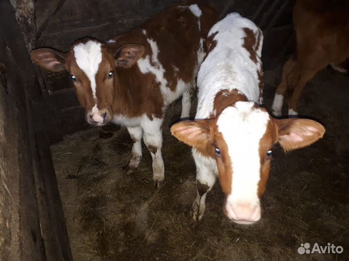 Телята бычки