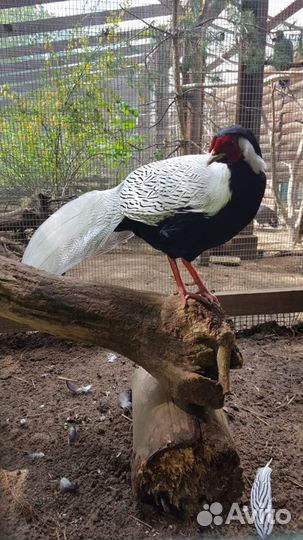 Продажа Фазанов