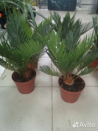 Цикас (Cycas revoluta)