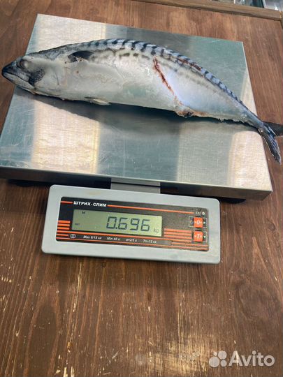 Скумбрия 600+ с/м Н/р 2024г (Фарерские острова)