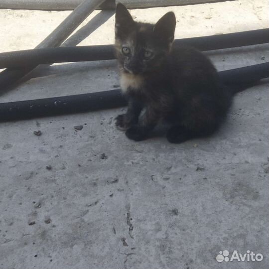 Котята вислоухие