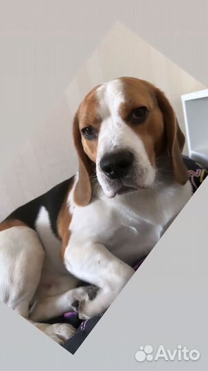 Вязка кобель бигль