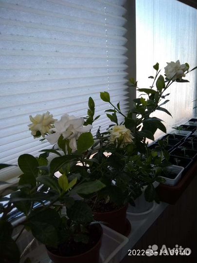 Гардения жасминовидная