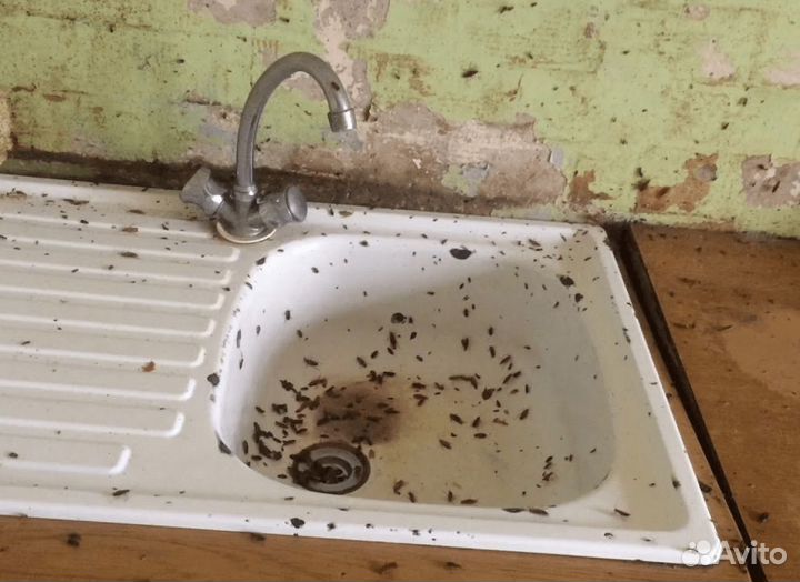 Уничтожение тараканов клопов клещей Комаров