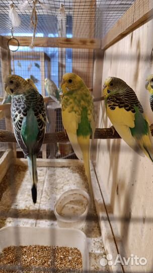 Птенцы волнистый попугай