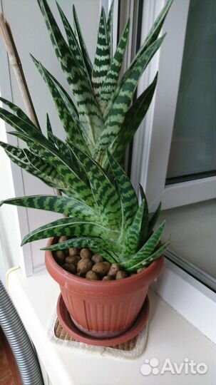 Алоэ пестрый