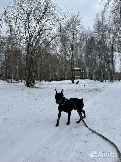 Выгул собак и передержка