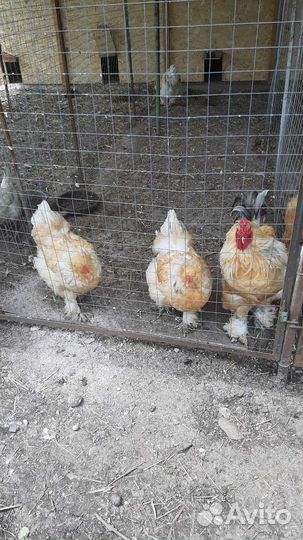 Куры брама палевая