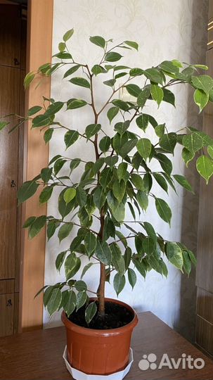 Фикус бенджамина пестролистный