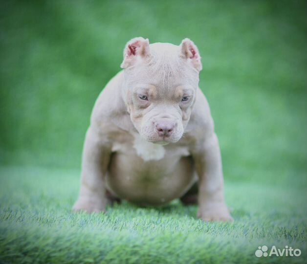 Американский булли микро