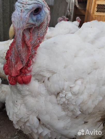 Домашние индюки