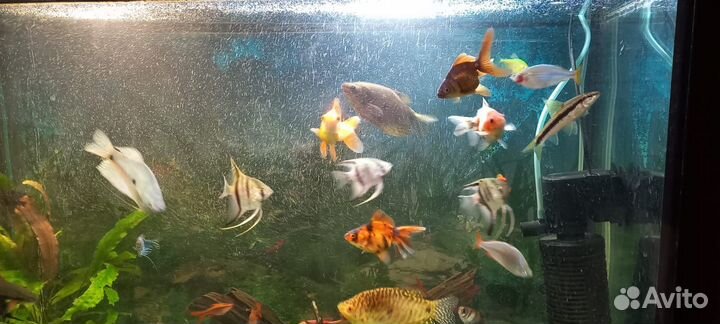 Аквариум