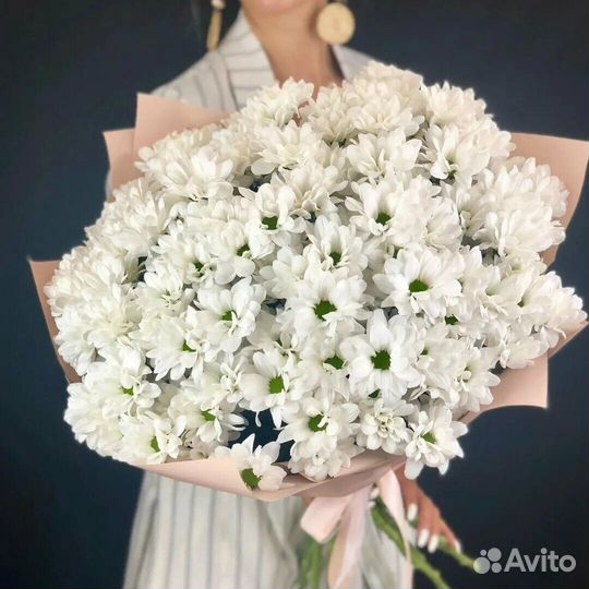 Хризантема 15 шт