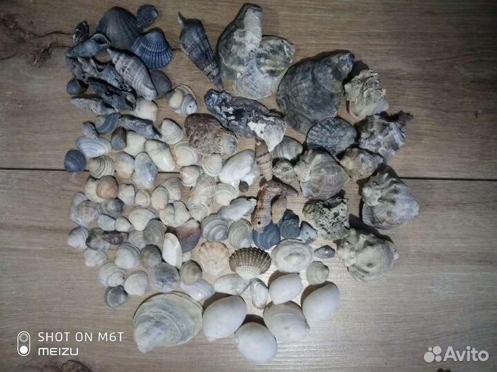 Набор ракушек