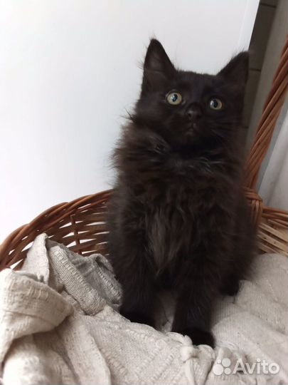 Котенок (3 месяца, мальчик)