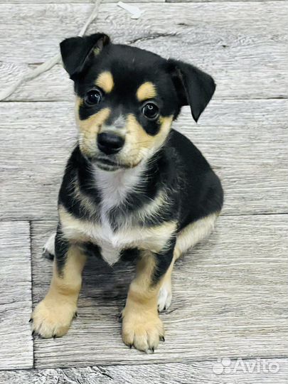 Отдам щенков