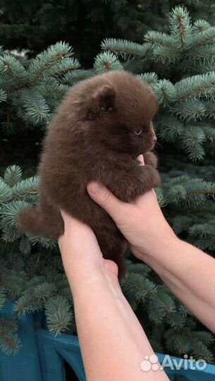 Щенки шпица