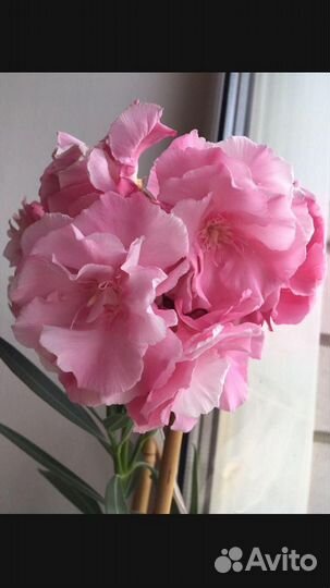 Цветы Олеандра розов/белый/красн. Антуриум красный