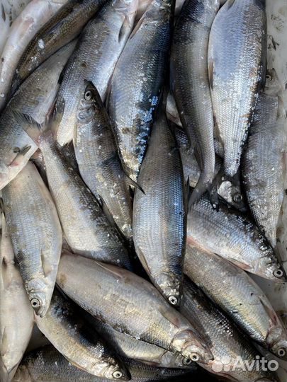 Пелядь, Карась, щука, сазан, лещ