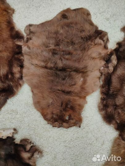 Шкура барсука