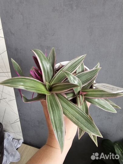 Традесканция рео