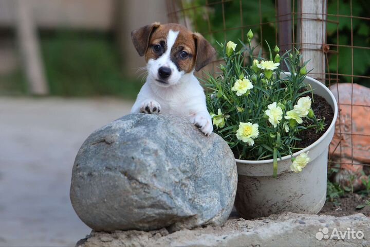 Щенки джек рассел терьер
