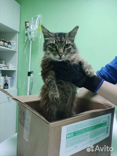 Кошка в дар