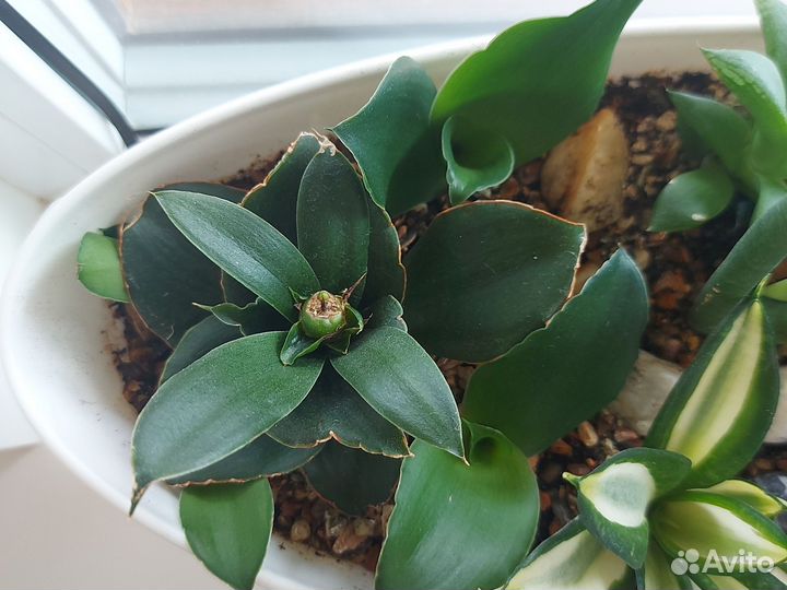 Сансевиерия