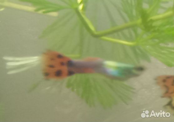 3 самца гуппи