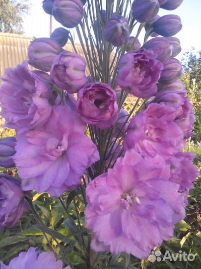 Многолетние растения (саженцы флоксов и др.)