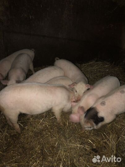 Поросята