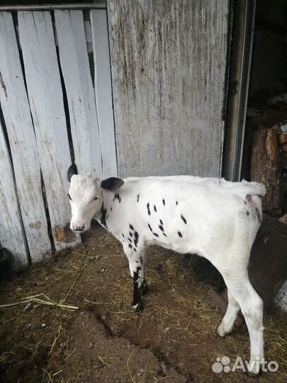 Телка 1 месяц