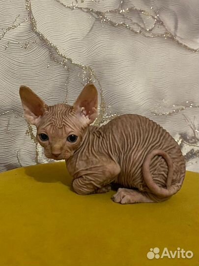 Канадский сфинкс