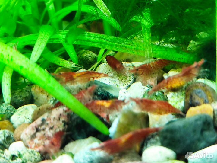 Креветки вишни