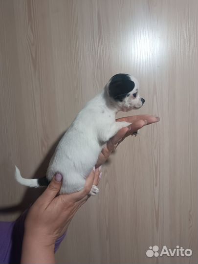 Щенки чихуахуа мини девочки