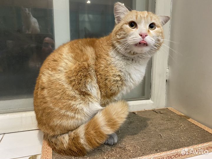 Коты в добрые руки