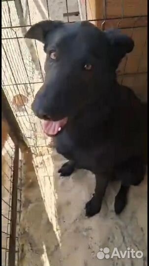 Дворняга бесплатно