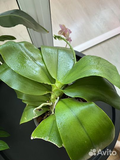 Орхидея liodoro бабочка