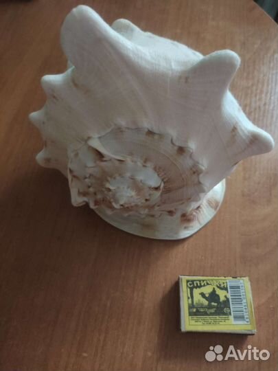 Ракушка морская большая
