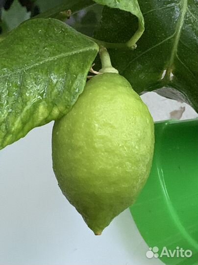 Лимон испанский, сорт Верна